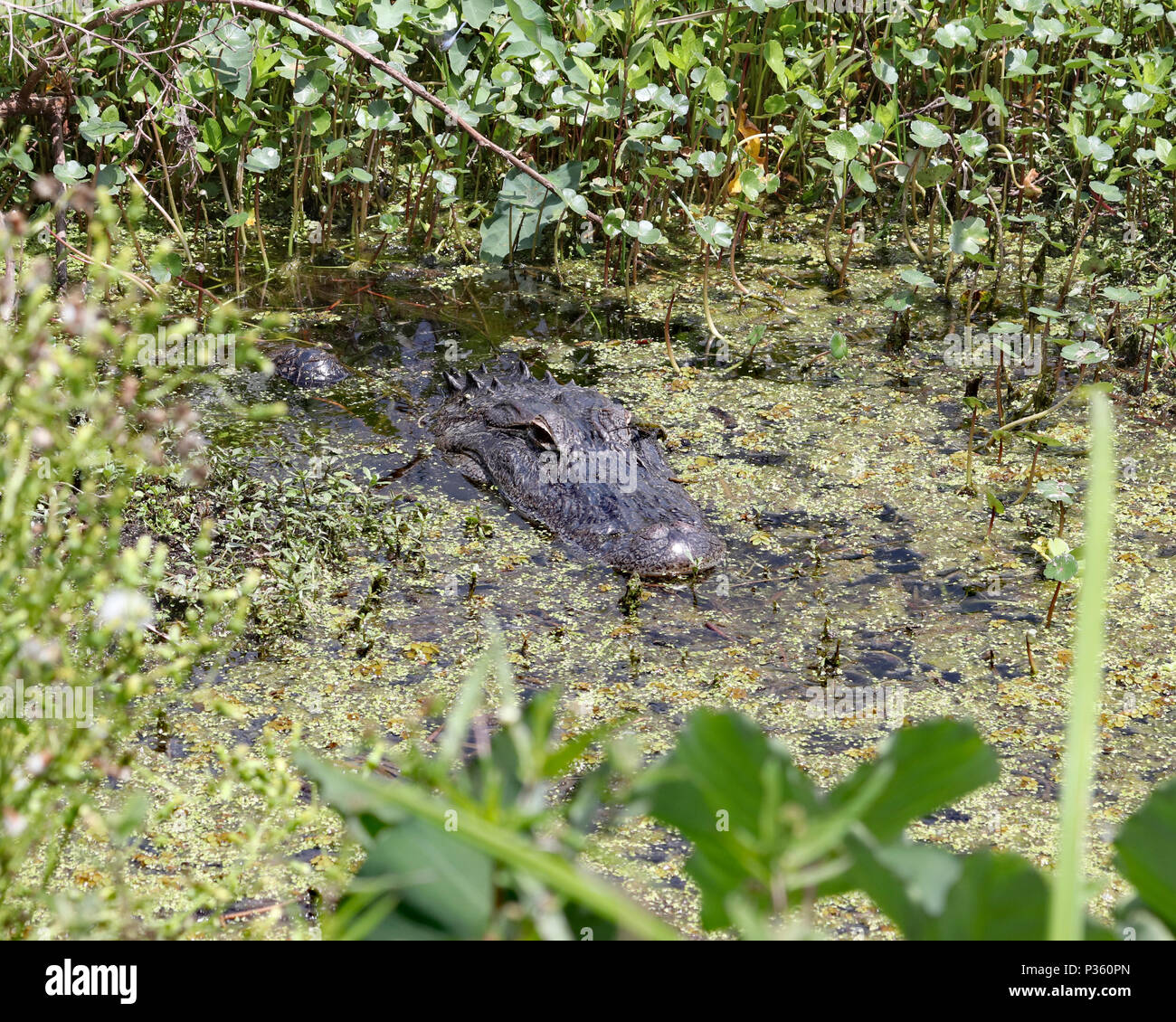 Alligator caché dans les eaux du marais marécageux Banque D'Images