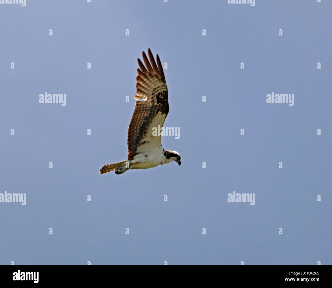 Osprey volant bas au-dessus de l'eau comme elle chasse pour les poissons Banque D'Images