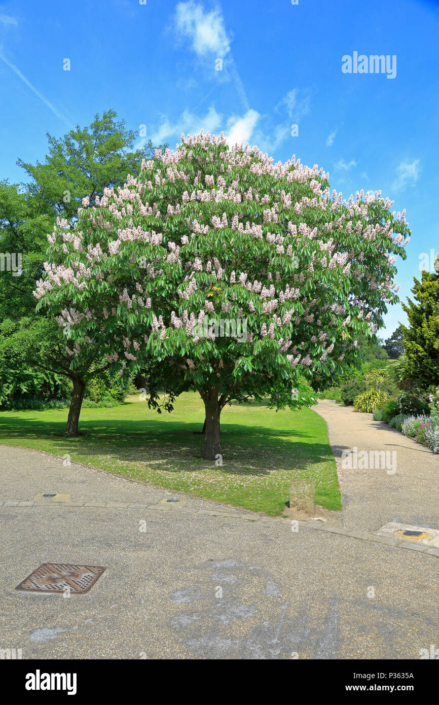 Le marronnier d'Inde, Aesculus indica arbre 'Sydney Pearce' au Jardin botanique de Sheffield, Sheffield, Angleterre, Royaume-Uni. Banque D'Images