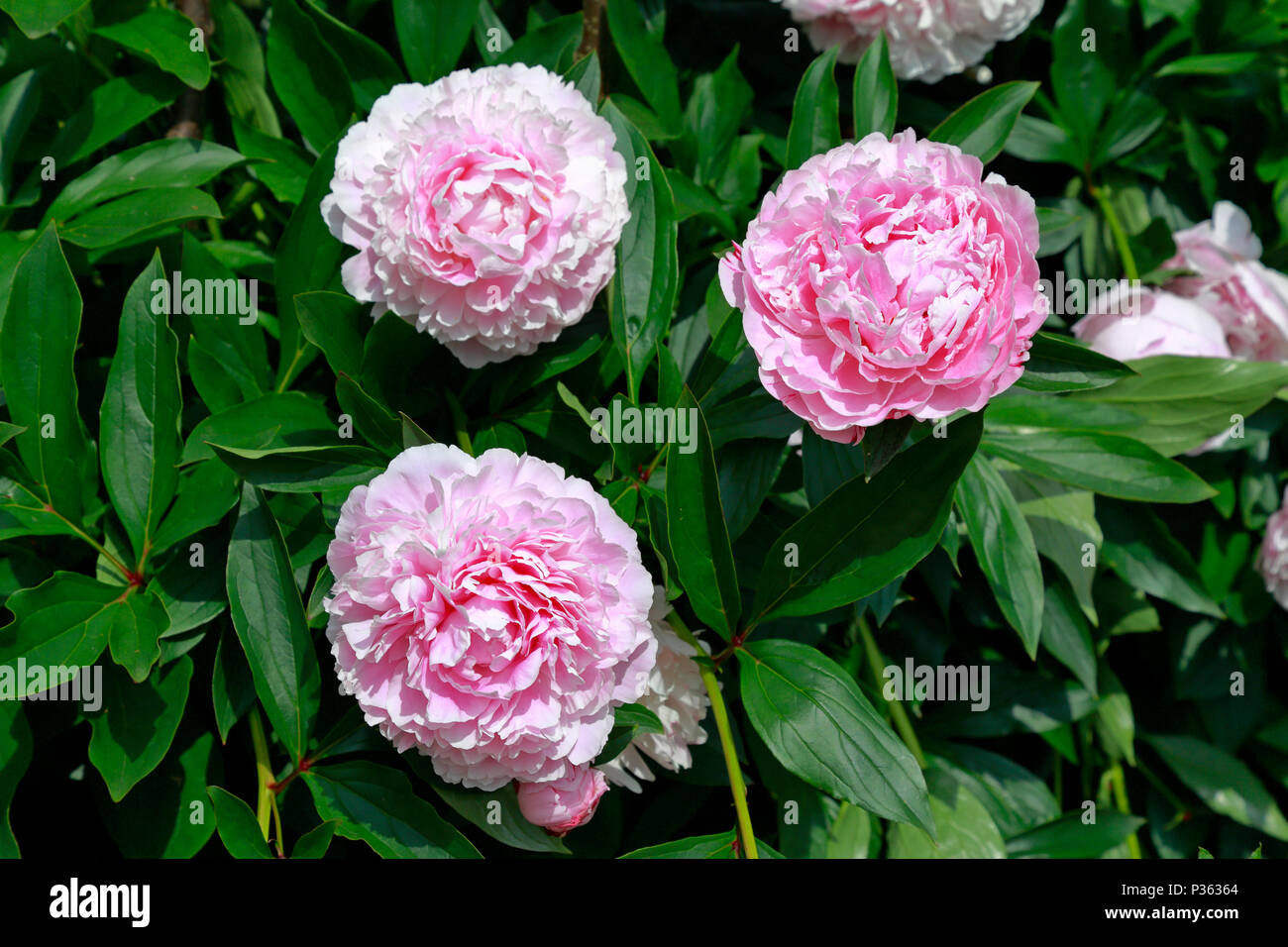 La floraison des pivoines rose dans les jardins botaniques de Sheffield, Sheffield, Angleterre, Royaume-Uni. Banque D'Images