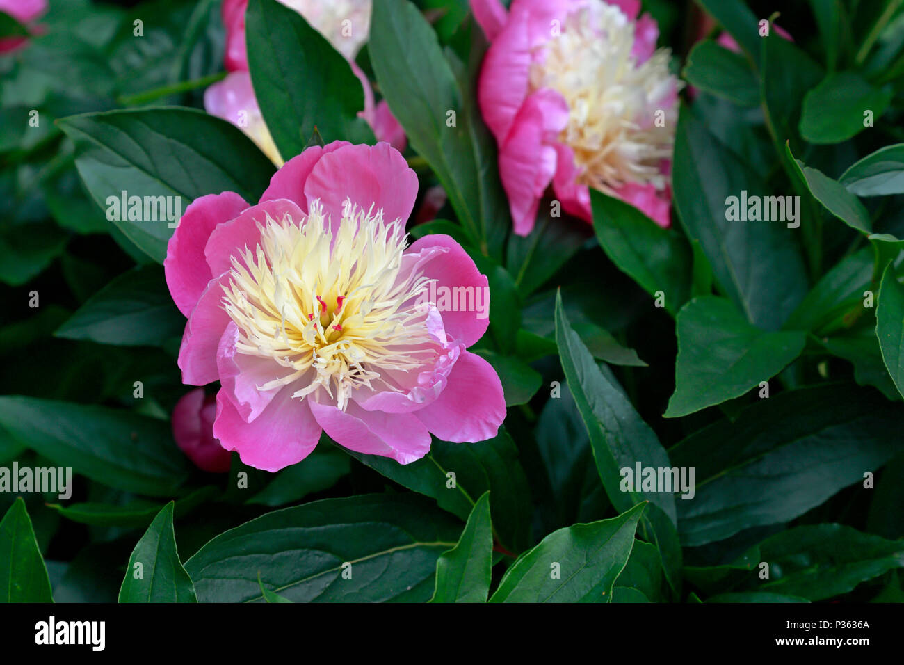 La floraison des pivoines rose dans les jardins botaniques de Sheffield, Sheffield, Angleterre, Royaume-Uni. Banque D'Images