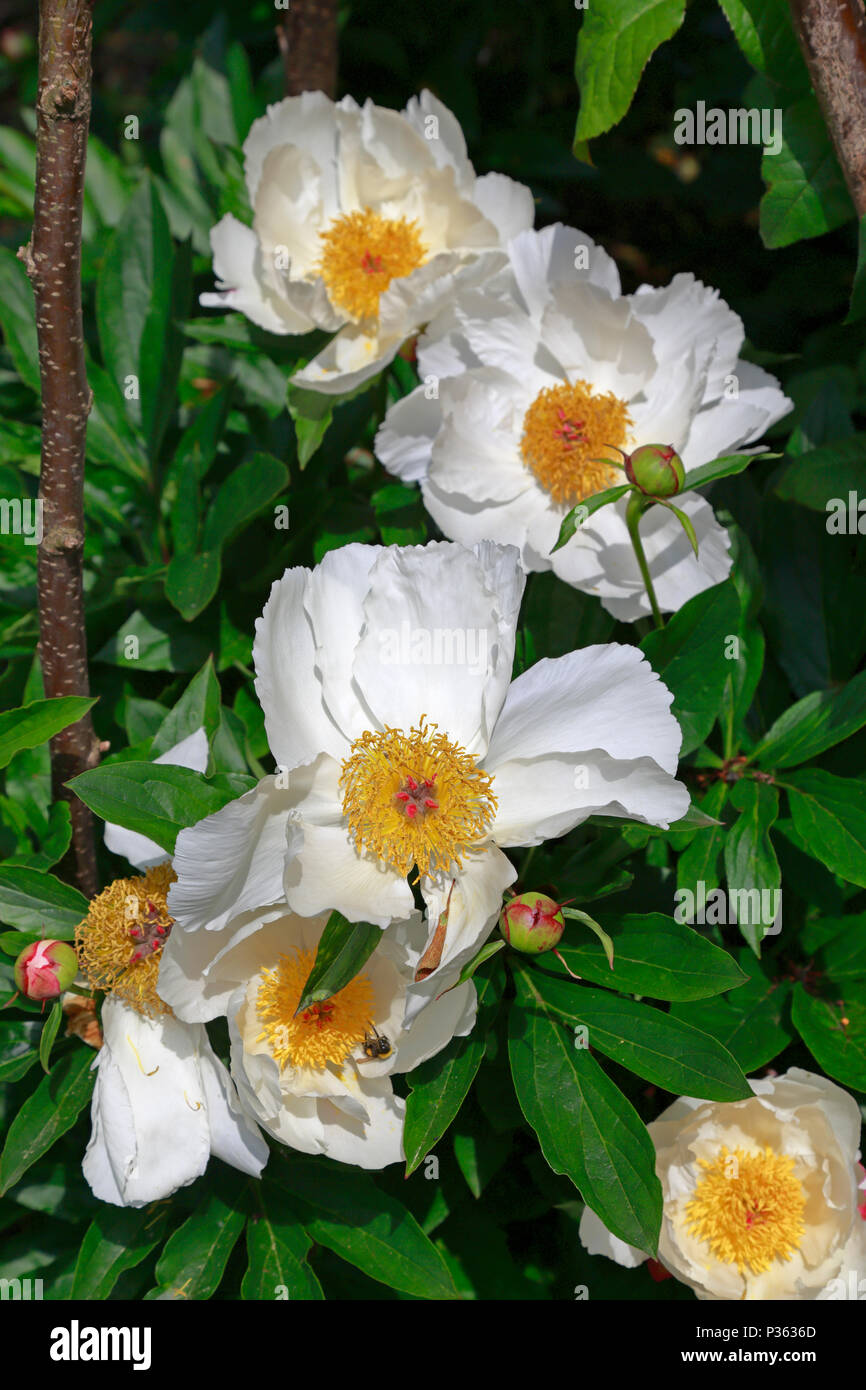 Pivoines blanches, 'Krinkled White' la floraison dans les jardins botaniques de Sheffield, Sheffield, Angleterre, Royaume-Uni. Banque D'Images