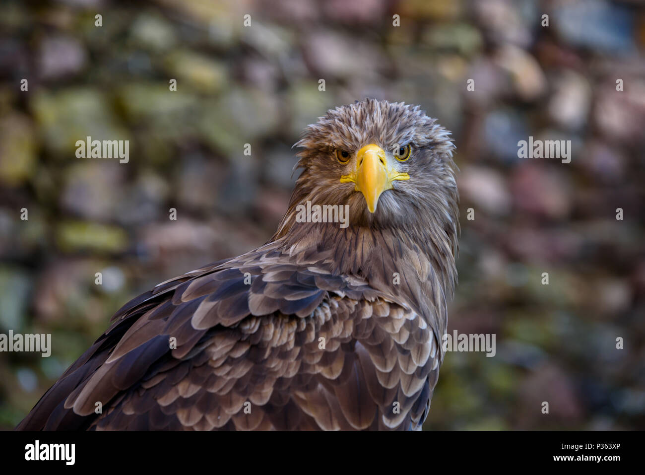 Portrait of brown eagle - la faune magnifique Banque D'Images