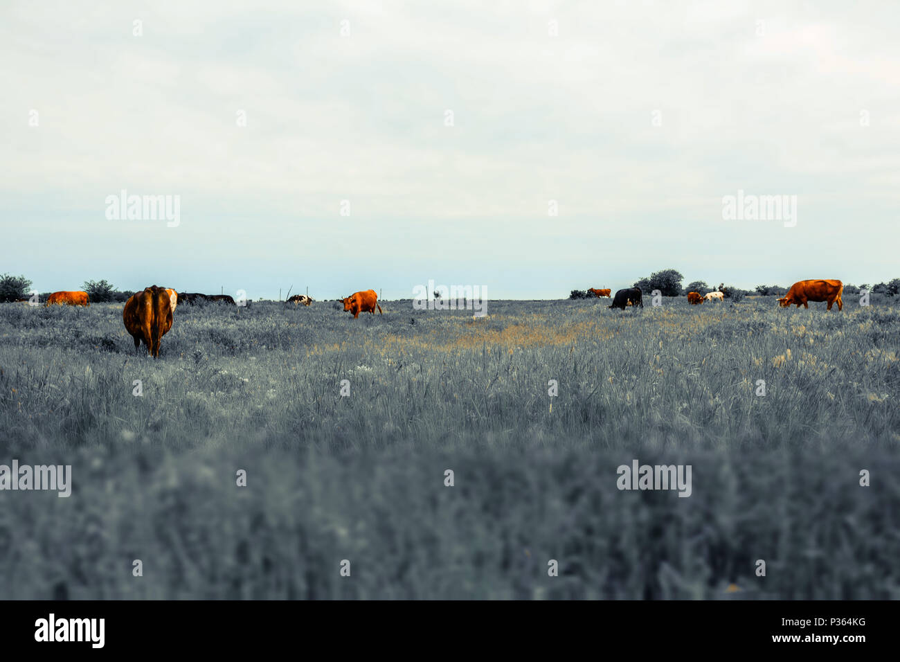 Groupe de vaches dans un pré, Tilt Shift effet moody photo Banque D'Images