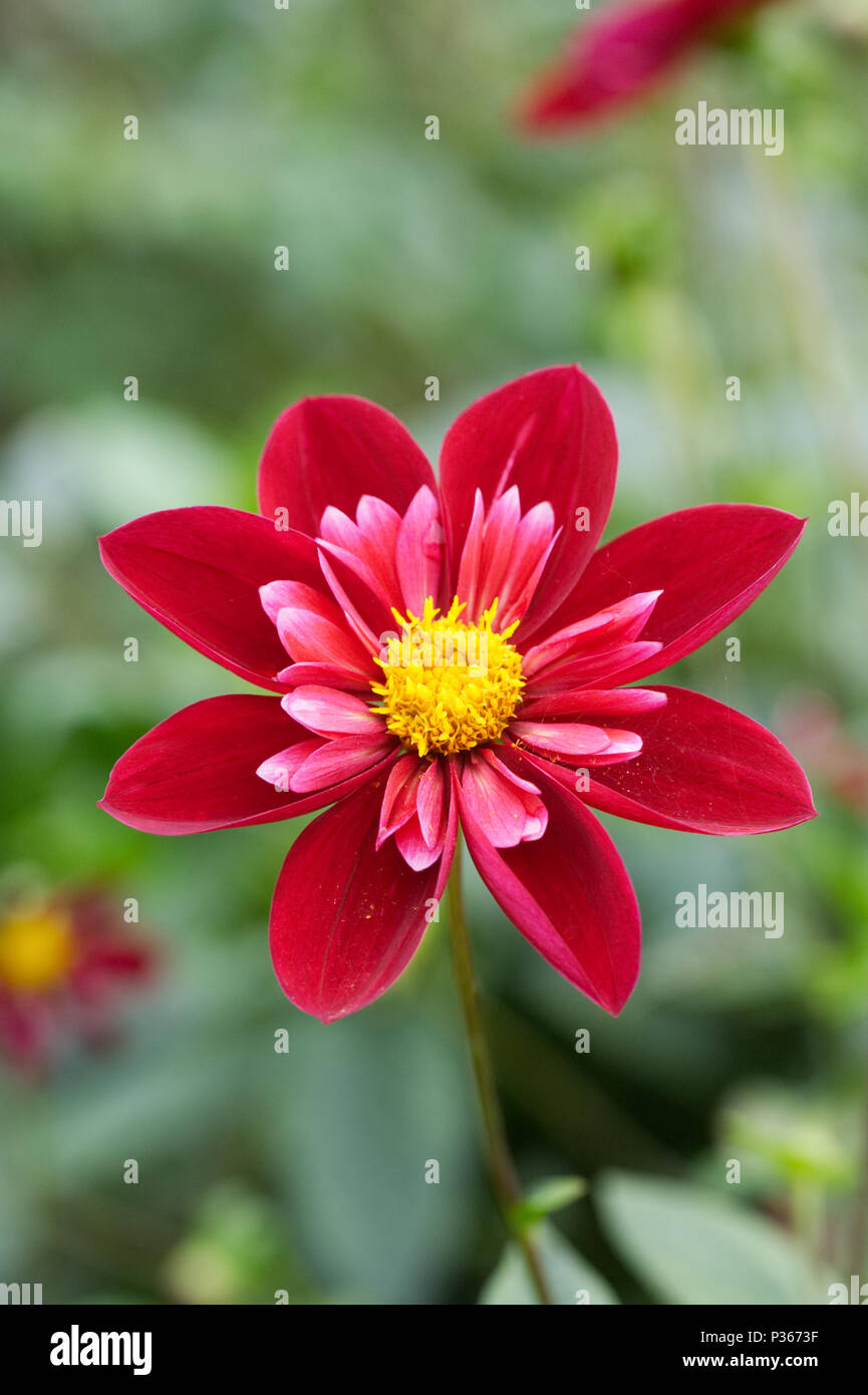 Fleur de Dahlia « Inglebrook Jill ». Banque D'Images