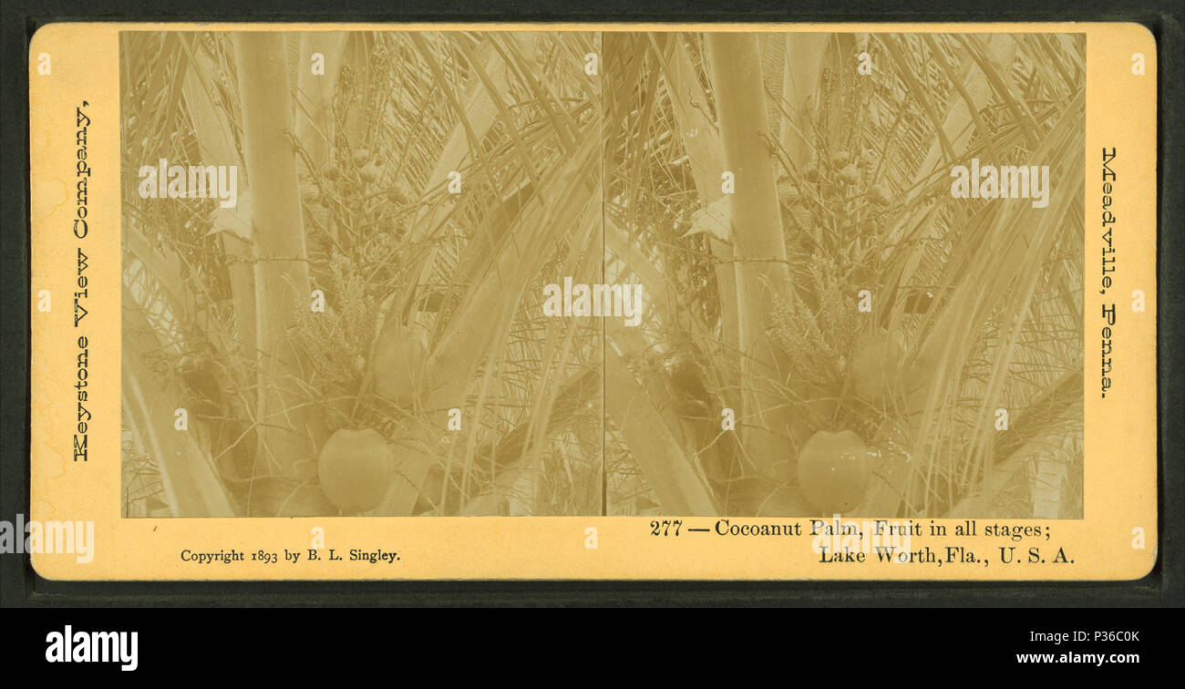 . Coco Coco] [Palm, des fruits dans toutes les étapes ; Lake Worth, Floride, États-Unis d'Couverture : 1870 ?-1910 ?. Mentions légales Source : 1870 ?-1910 ?. Article publié le 8-11-2006 numérique ; mis à jour le 2-12-2009. 70) Noix de coco Coco Palm, des fruits dans toutes les étapes ; Lake Worth, Floride, U.S.A, par Singley, B. L. (Benjamin Lloyd) Banque D'Images