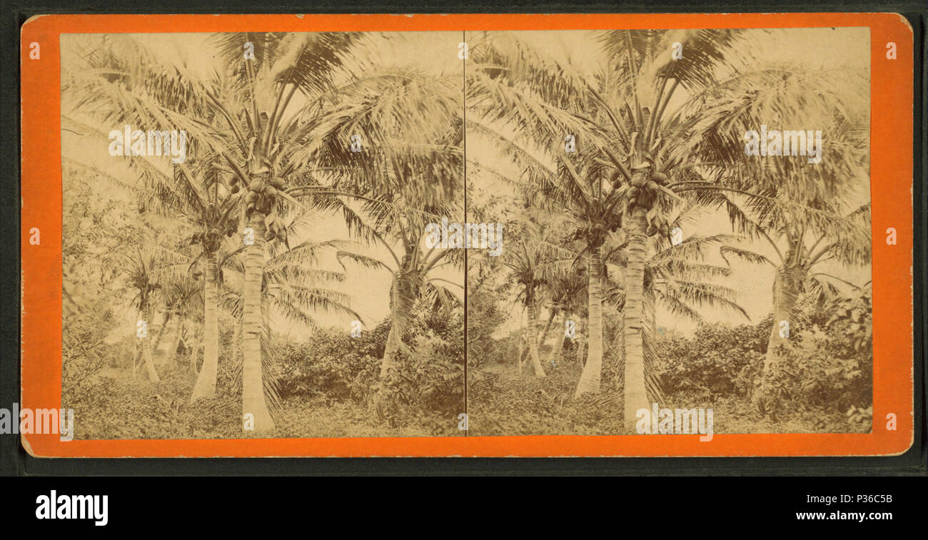 . Coco montrant des fruits. Couverture : 1868 ?-1910 ?. Mentions légales Source : 1868 ?-1910 ?. Point numérique publié le 7-18-2005 ; mise à jour 2-12-2009. Coco 70 montrant des fruits, de Robert N. Dennis collection de vues stéréoscopiques Banque D'Images