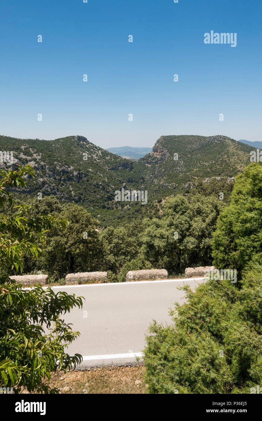 El Pinsapar, Réserve de biosphère, Sierra de Grazalema, à Garganta Verde en arrière-plan, l'Andalousie, espagne. Banque D'Images