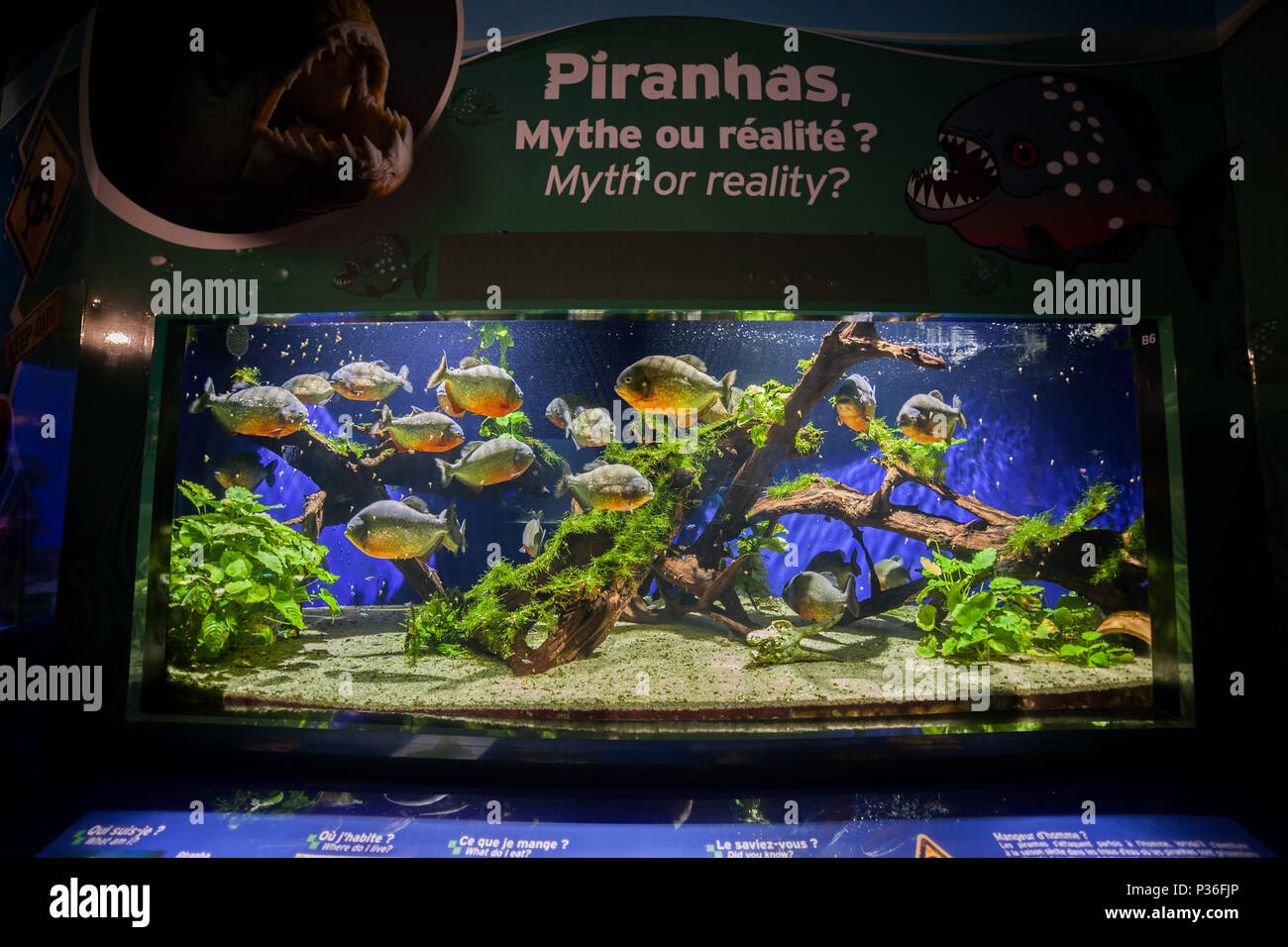 Monaco, piranhas poissons d'eau douce dans la cuve Aquarium Musée Océanographique Banque D'Images
