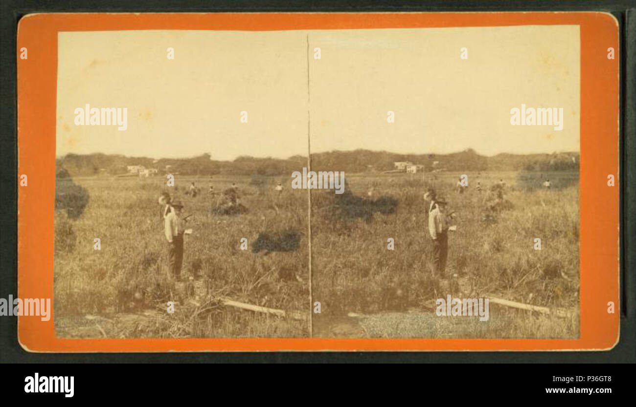 . Couper le riz. [La récolte du riz.] . Couverture : 1868 ?-1900 ?. Article publié le 6-14-2006 numérique ; mis à jour le 2-12-2009. 81 Couper le riz. (La récolte du riz.), de Robert N. Dennis collection de vues stéréoscopiques Banque D'Images