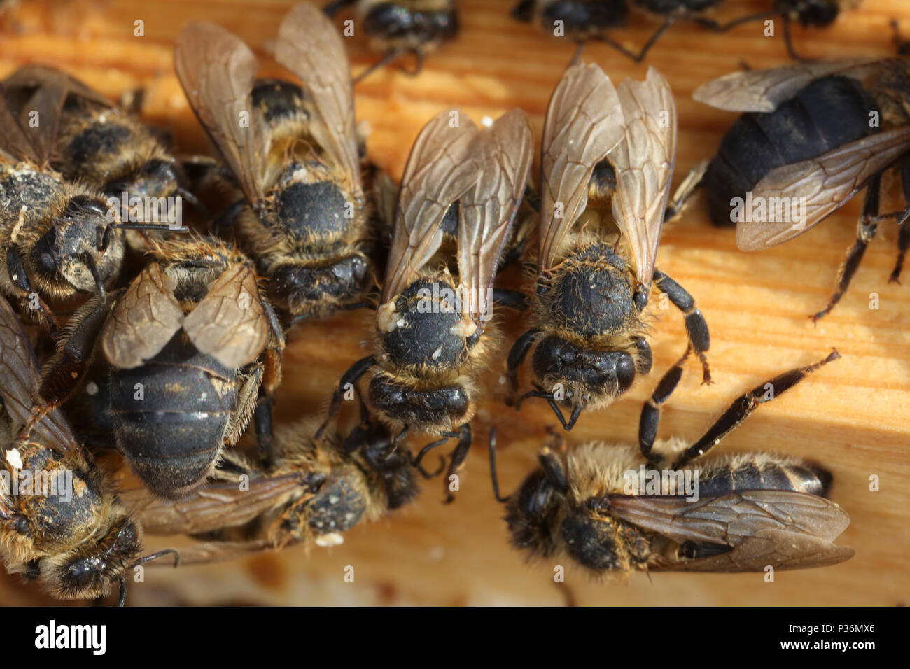Berlin, Allemagne, les abeilles mortes après un dur hiver Banque D'Images