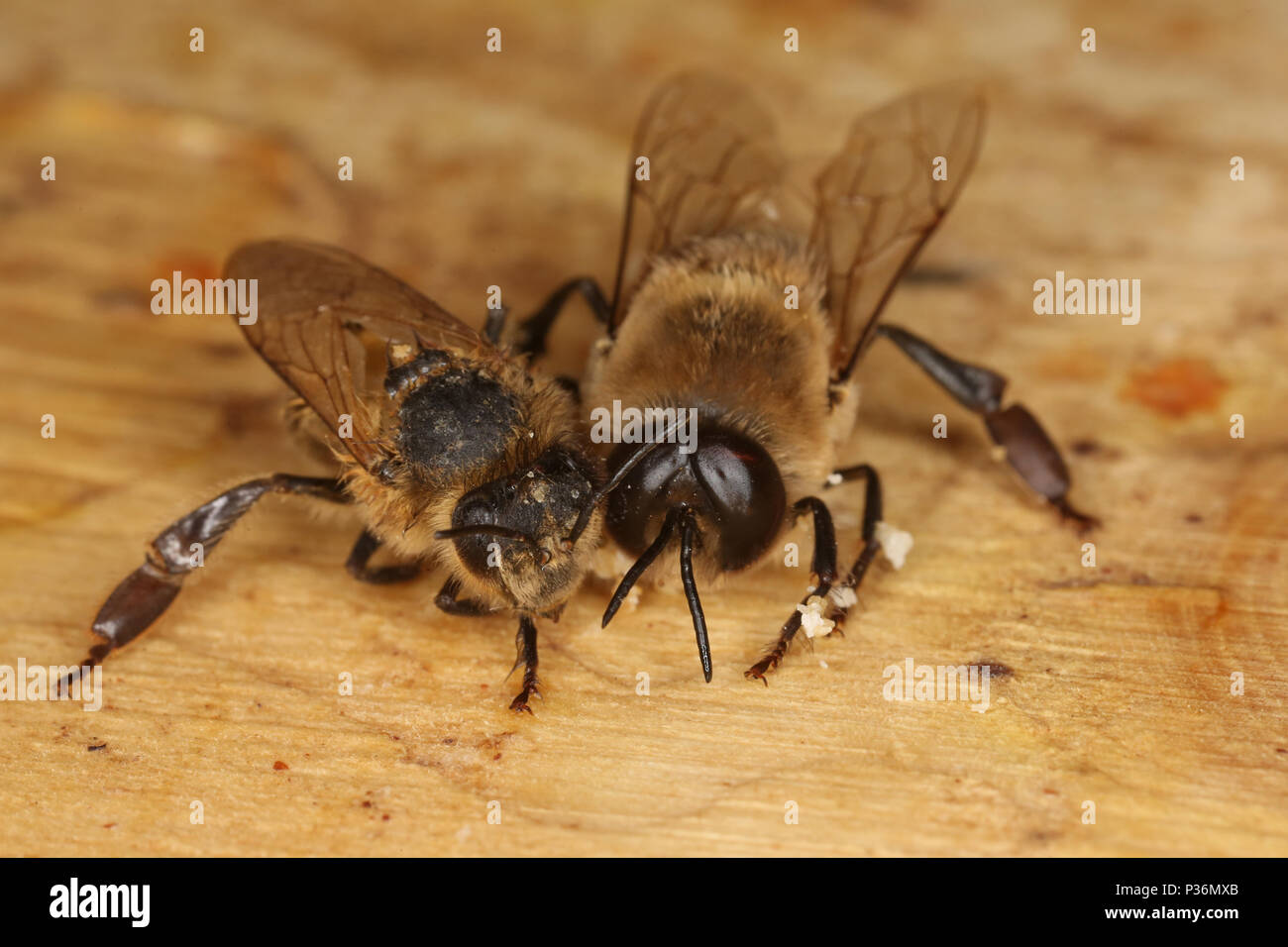 Berlin, Allemagne, les abeilles mortes après un dur hiver Banque D'Images