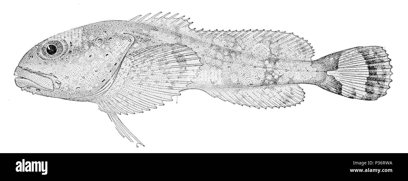 . Eurymen gyrinus . 1910. United States Fish Commission 2 Eurymen gyrinus Banque D'Images
