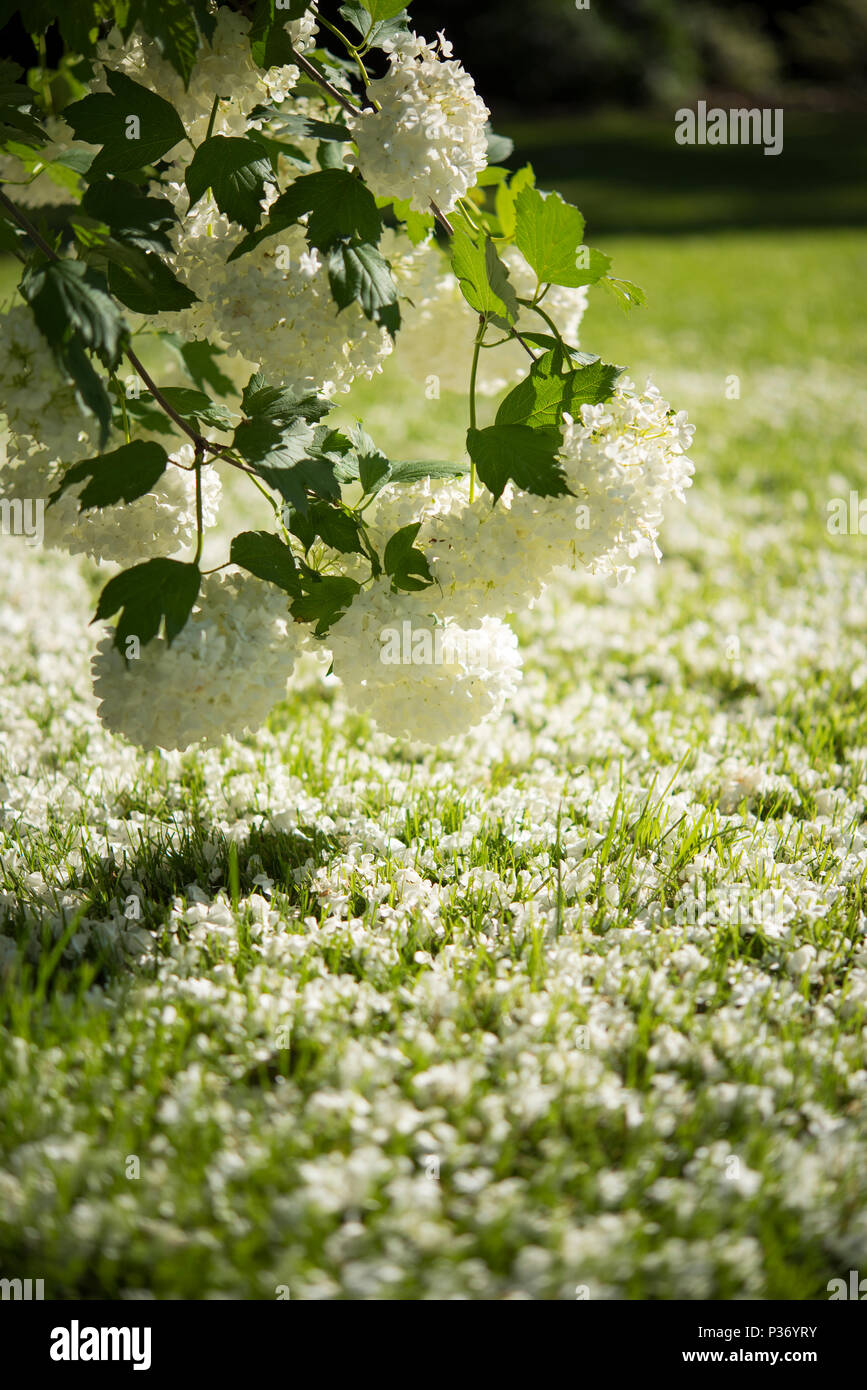 Floraison Viburnum opulus Roseum en après-midi ensoleillé Banque D'Images