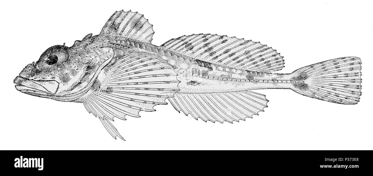 . Anglais : spatule Icelus . 1910. United States Fish Commission 2 spatule Icelus Banque D'Images