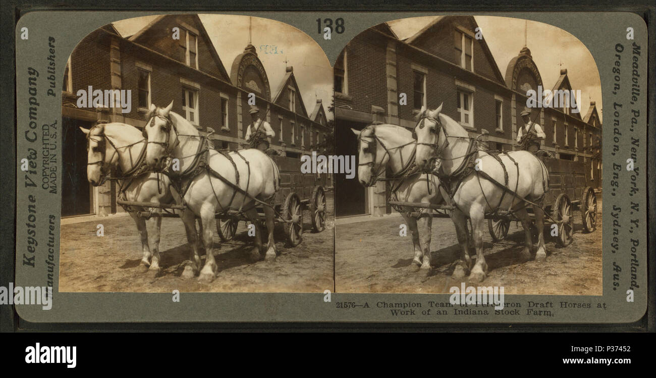 . Un champion de l'équipe de chevaux percherons au travail sur un stock farm. Création : ca. 190-. Couverture : ca. 190-. Mentions légales Source : 1865 ?-1925 ?. Point numérique publié 6-2-2005 ; mis à jour le 2-12-2009. 10 Un champion de l'équipe de chevaux percherons au travail sur un stock farm, par Keystone View Company Banque D'Images
