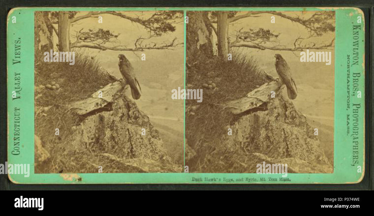 . Hawk's de canard et les œufs d'aigle, Mt. Tom, Mass. TITRE ALTERNATIF : Connecticut sur la vallée. Couverture : 1865 ?-1905 ?. Mentions légales Source : 1865 ?-1905 ?. Point numérique publié le 6-30-2005 ; mise à jour 2-12-2009. Canard 89 Hawk's les œufs et d'aigle, Mt. Tom, masse, par Knowlton Bros. Banque D'Images