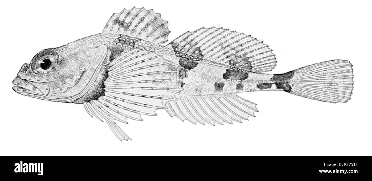 . Anglais Stelgistrum beringianum : . 1910. United States Fish 4 Stelgistrum beringianum Commission Banque D'Images