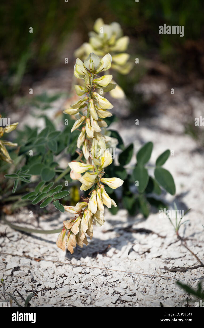 Hedysarum grandiflorum couleur blanc craie sur des plantes au sol. Steppe de printemps. L'Ukraine. Banque D'Images