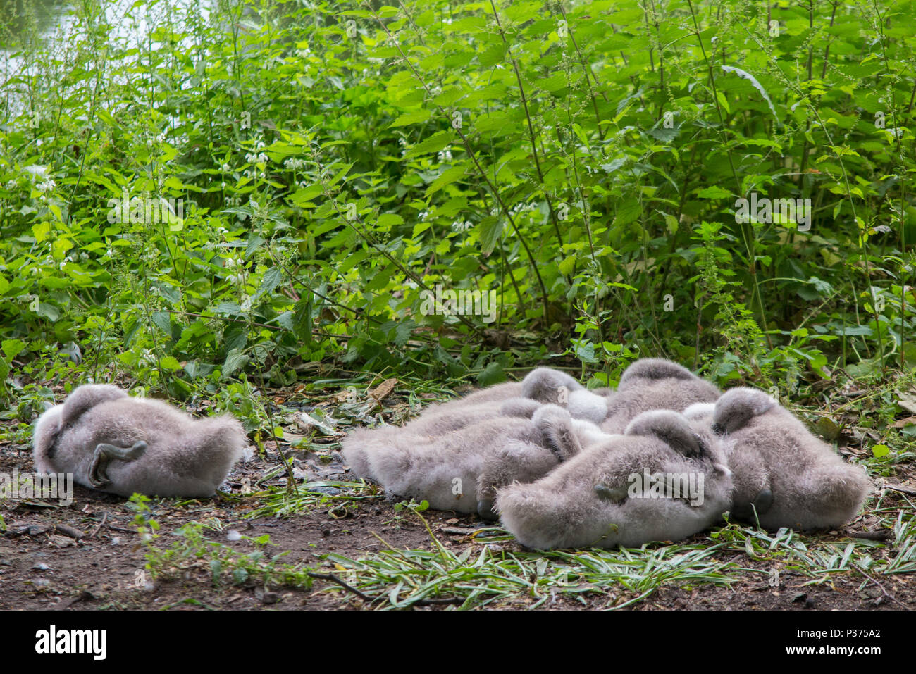 Un cygne donne sur sa couvée de poussins en milieu urbain Banque D'Images
