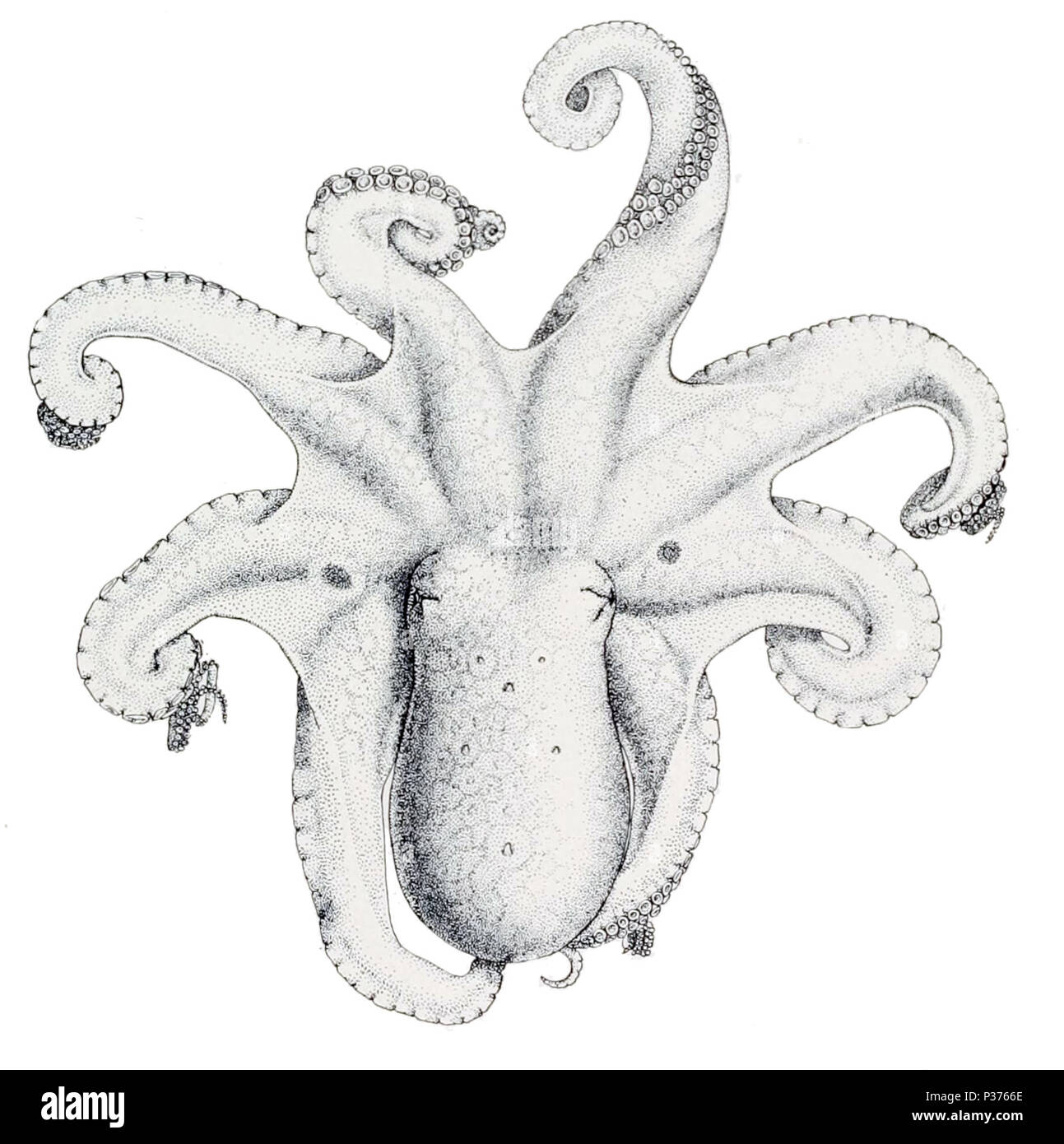 . Octopus bimaculatus . 1910. United States Fish Commission 3 Octopus bimaculatus1 Banque D'Images