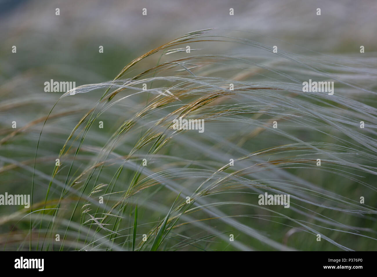 Feather grass field de craie dans parc naturel en Ukraine. Banque D'Images