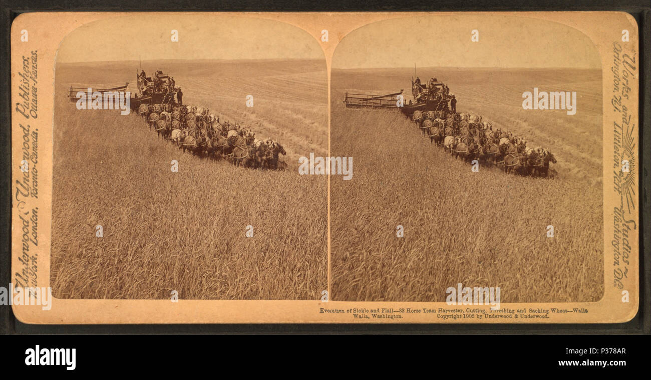 98 Évolution de la drépanocytose et un broyeur, 33 chevaux, la coupe, l'ensileuse et le battage du blé, limogeage Walla Walla, Washington, à partir de Robert N. Dennis collection de vues stéréoscopiques 2 Banque D'Images
