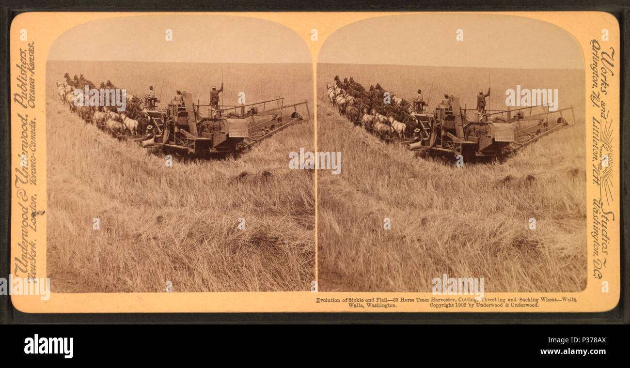 98 Évolution de la drépanocytose et un broyeur, 33 chevaux, la coupe, l'ensileuse et le battage du blé, limogeage Walla Walla, Washington, à partir de Robert N. Dennis collection de vues stéréoscopiques 4 Banque D'Images