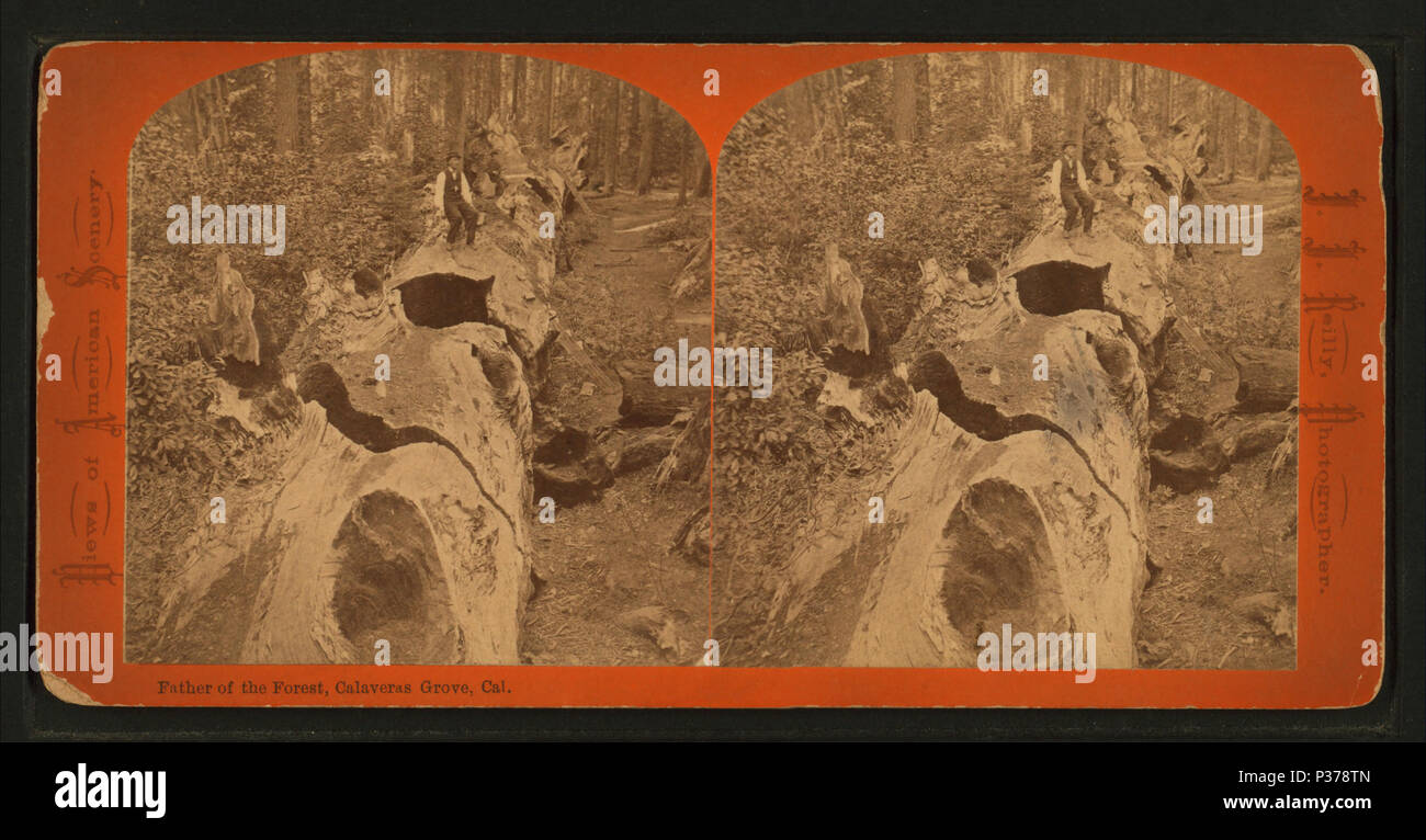 . Faher de la forêt, comté Grove, Cal. Titre alternatif : Vues de paysages américains. Couverture : 1870 ?-1883 ?. Point numérique publié le 8-31-2005 ; mise à jour 2-12-2009. Faher 99 de la forêt, comté Grove, Cal, par Reilly, John James, 1839-1894 Banque D'Images