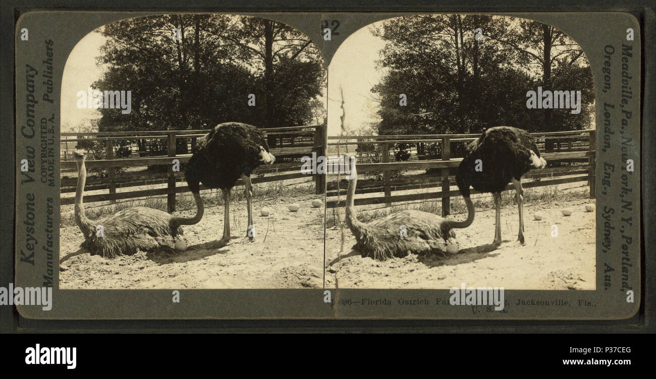 106 Florida Ostrich Farm - oeufs à couver, Jacksonville, Floride, à partir de Robert N. Dennis collection de vues stéréoscopiques 2 Banque D'Images