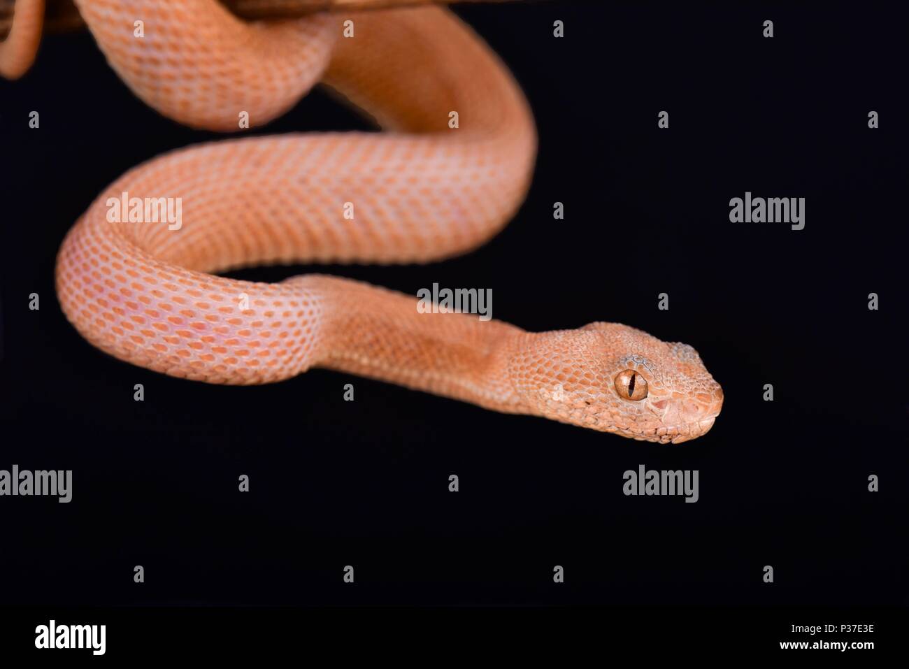 Une très rare (un dans le monde) Leucistic Pit Viper Mangrove (Trimeresurus purpureomaculatus) Banque D'Images