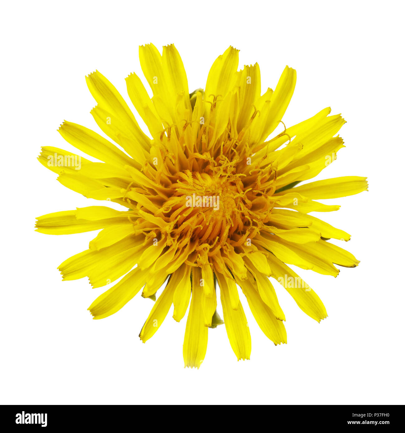 Fleur de pissenlit prairie isolé sur fond blanc. Close-up d'une plante photographiée à partir de ci-dessus a healing properties Banque D'Images