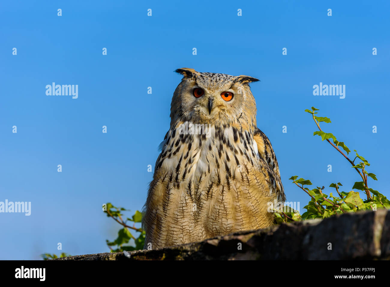 Grand Owl (Bubo Bubo) assis sur le moignon, close-up, photo nature Banque D'Images