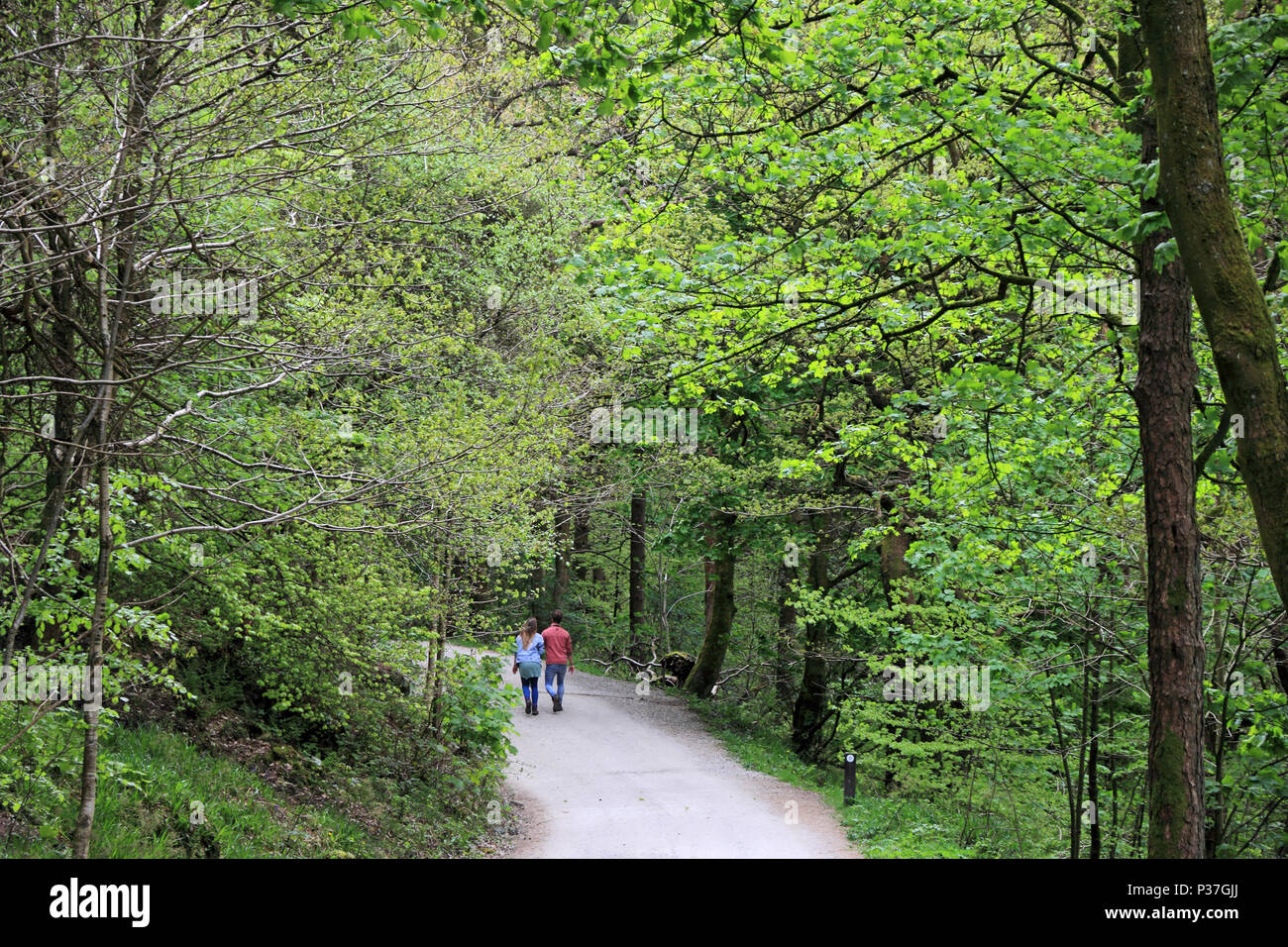 Jeune couple à pied vers le bas chemin à travers bois, Hardcastle Crags Banque D'Images
