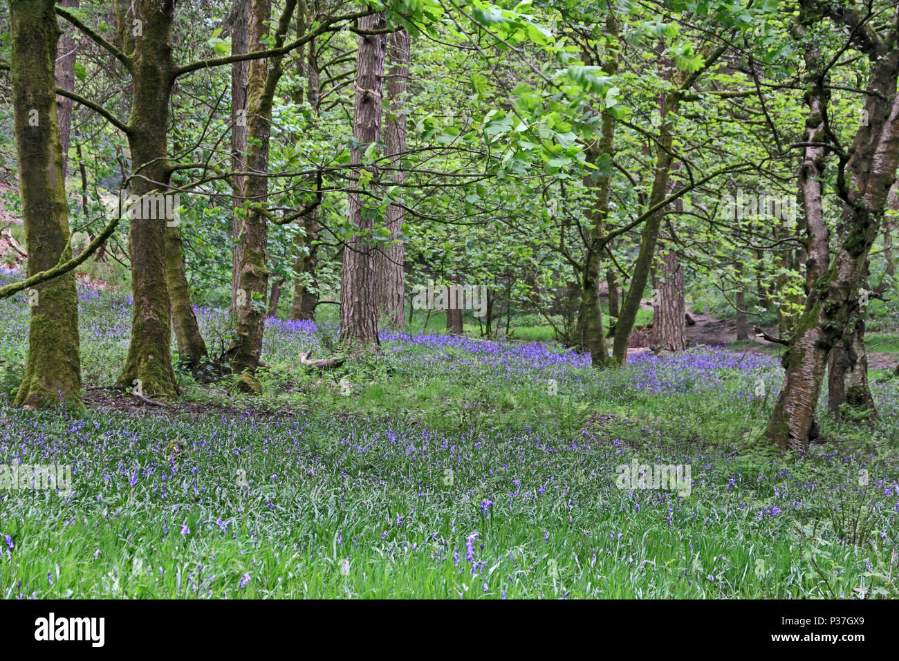 Jacinthes des bois, tapis de plancher Hardcastle Crags Banque D'Images