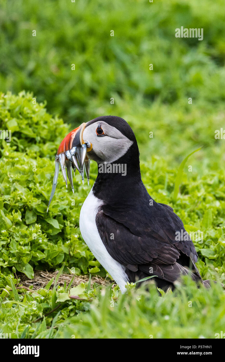 Macareux moine commun avec l'anguille de sable sur l'île de Skomer Banque D'Images