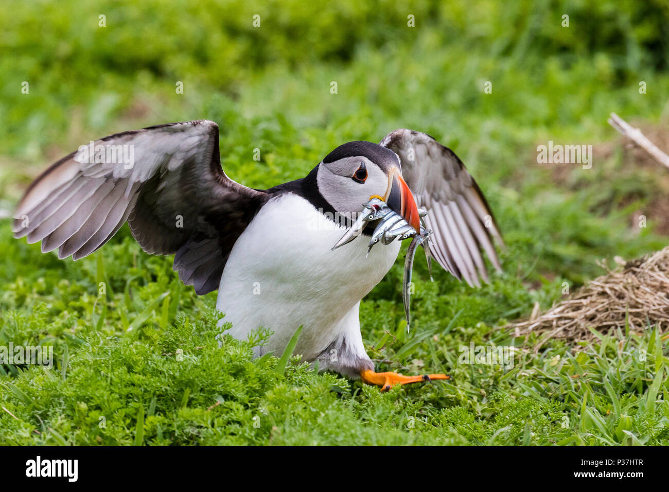 Macareux moine commun avec l'anguille de sable sur l'île de Skomer Banque D'Images