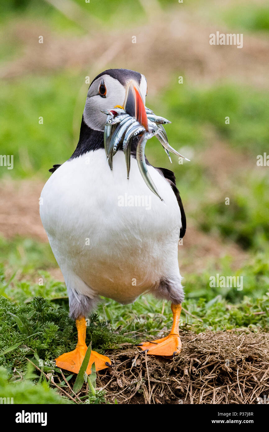 Macareux moine commun avec l'anguille de sable sur l'île de Skomer Banque D'Images