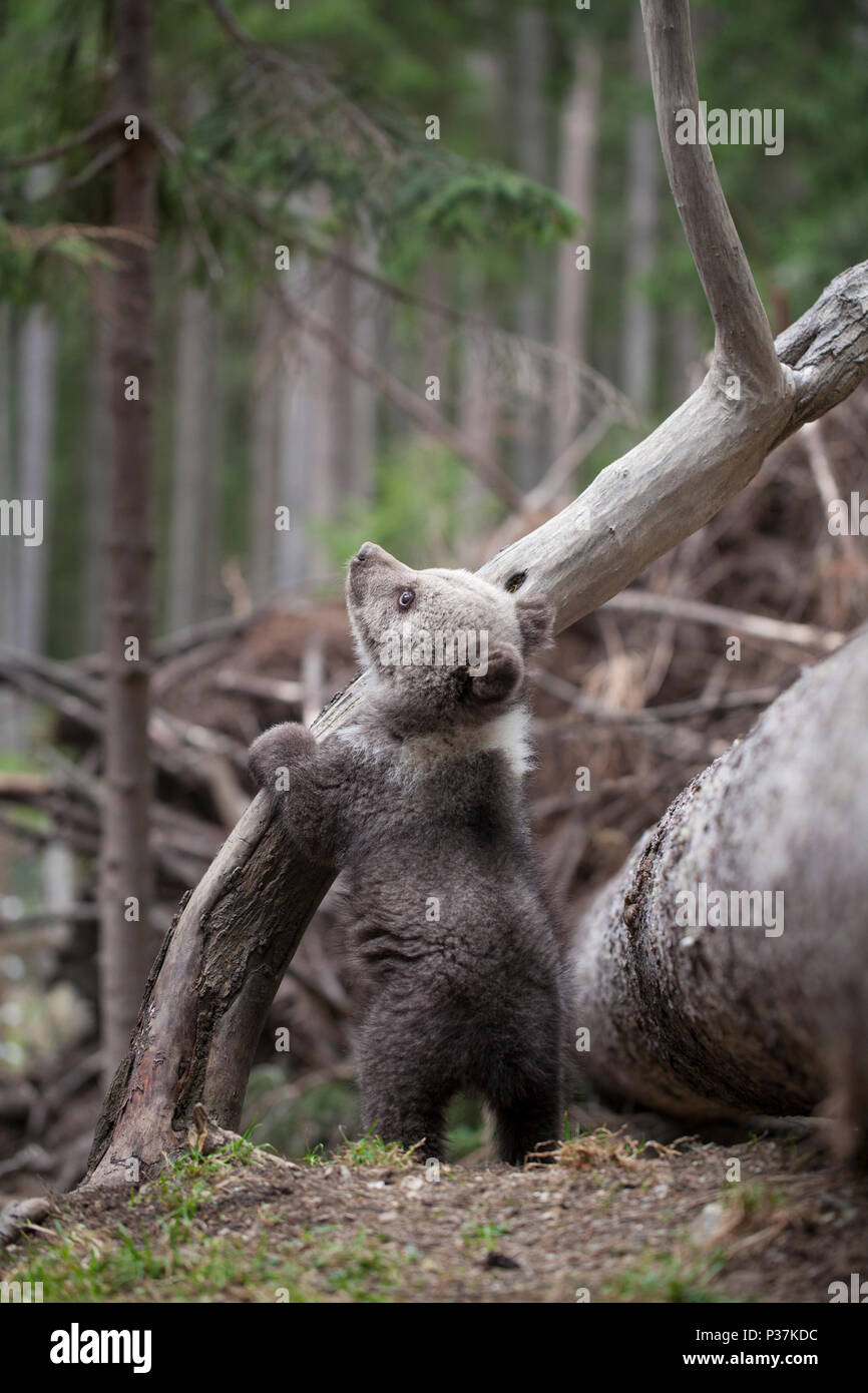 Bébé ours cub à jusqu'à deux pieds pattes sur un arbre Banque D'Images