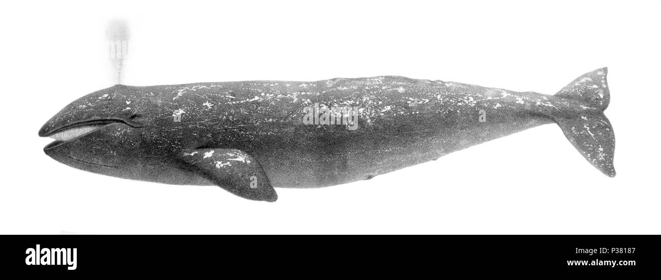 . Eschrichtius robustus . 1872. Charles Melville Scammon (1825-1911) Description L'écrivain américain Date de naissance/décès 1825 1911 Contrôle d'autorité : Q5080898 : VIAF ?38115807 RCAC : ?n86107859 2 WorldCat Eschrichtius robustus1 Banque D'Images