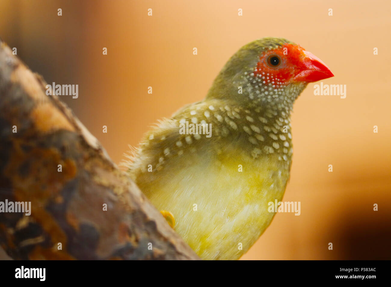 Star finch (neochmia ruficauda) assis sur une branche en face d'un fond brun doré Banque D'Images