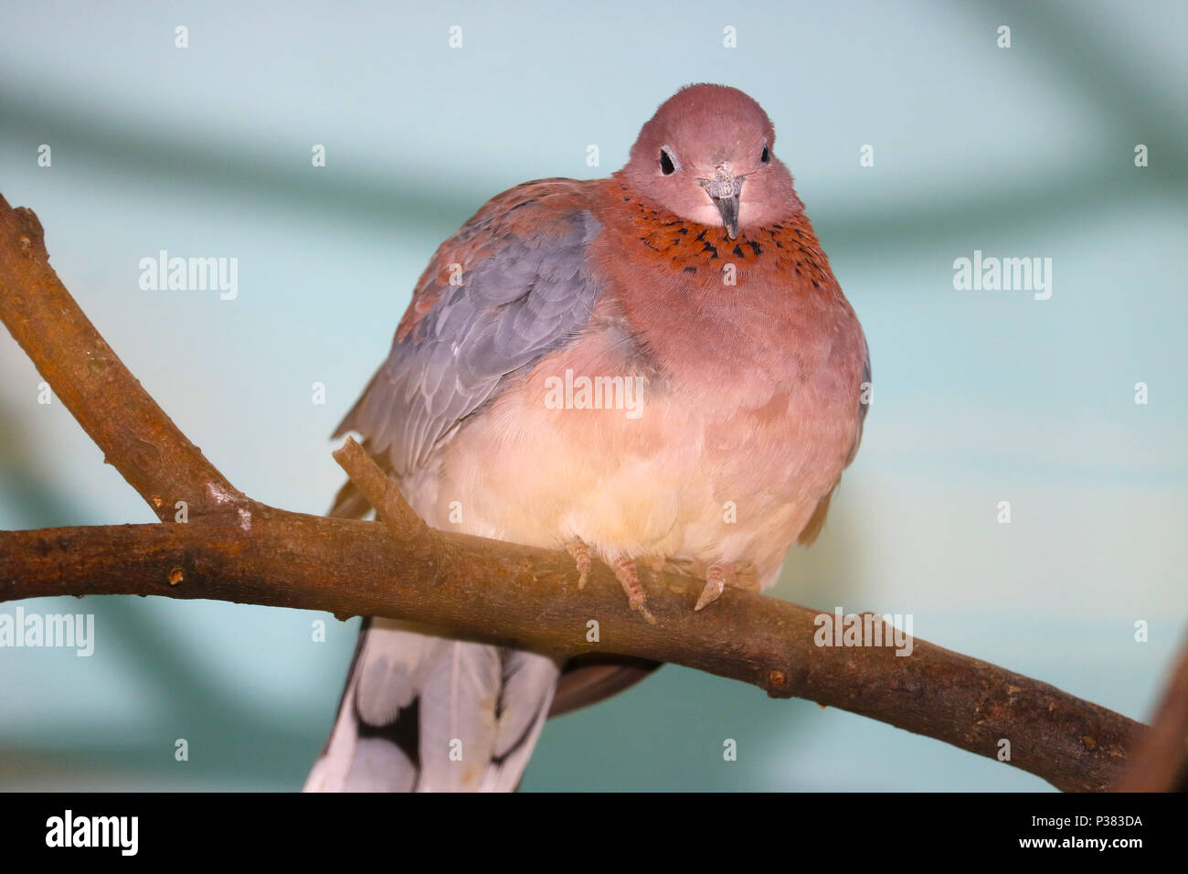 Rosé Brun laughing dove (spilopelia senegalensis) perché sur une branche Banque D'Images