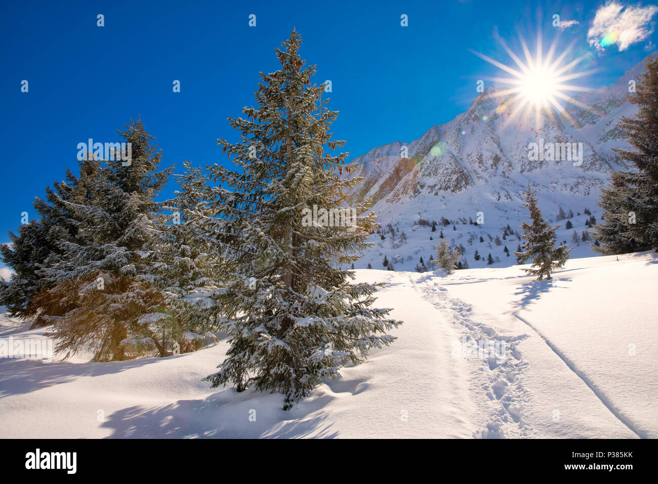 Arbres couverts par de la neige fraîche dans les Alpes. Superbe paysage d'hiver. Banque D'Images