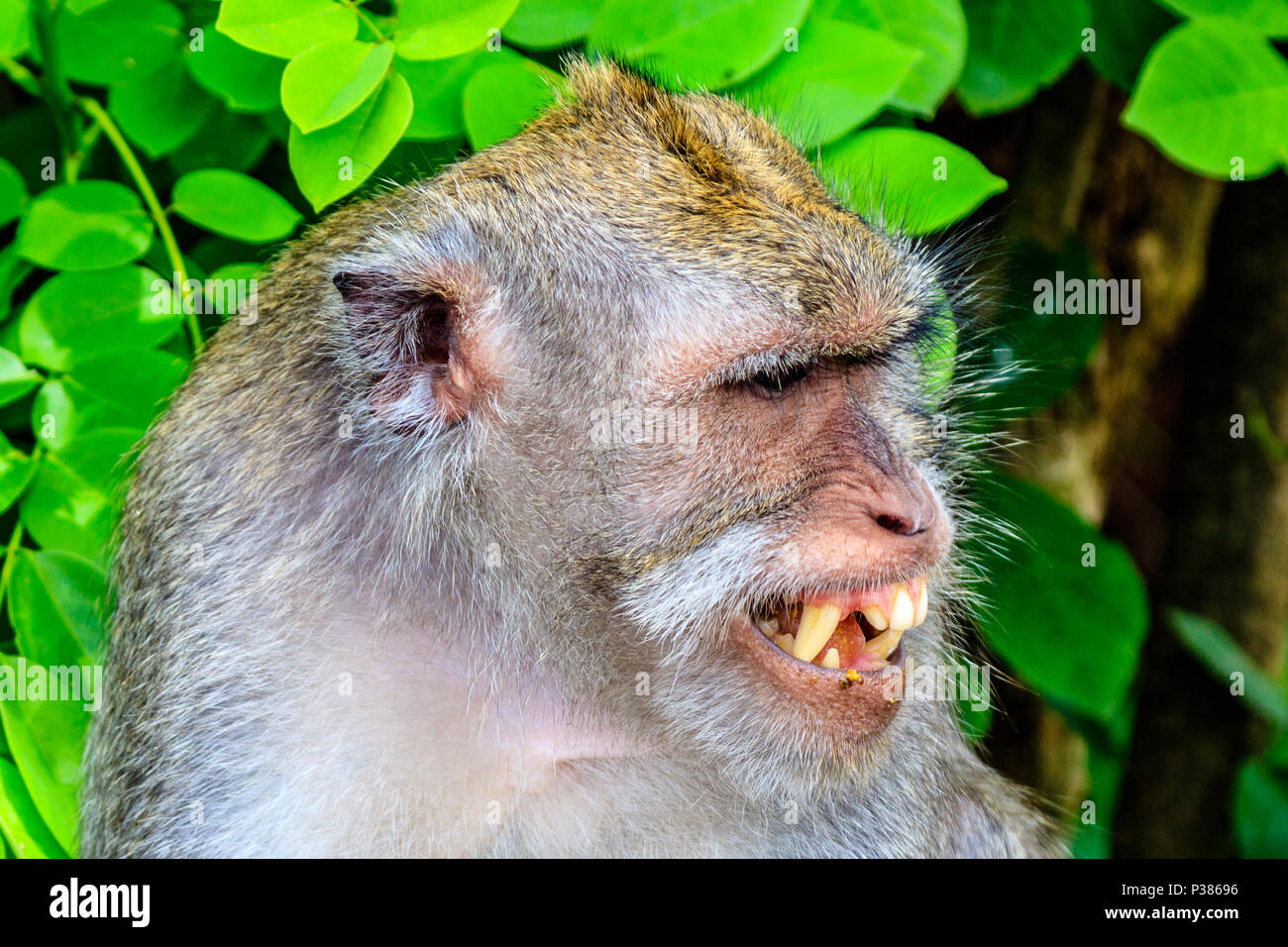 Crabe ou à longue queue et les macaques adultes montrant ses dents, head shot. Mandala Suci Wenara Wana ou Monkey Forest Ubud, Bali, Indonésie Banque D'Images