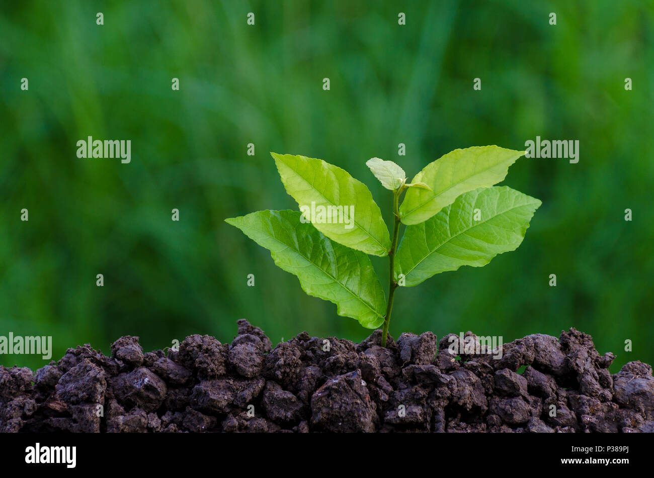 La Journée mondiale de l'environnement les jeunes semis Plantation plante dans la lumière du matin sur fond nature Banque D'Images