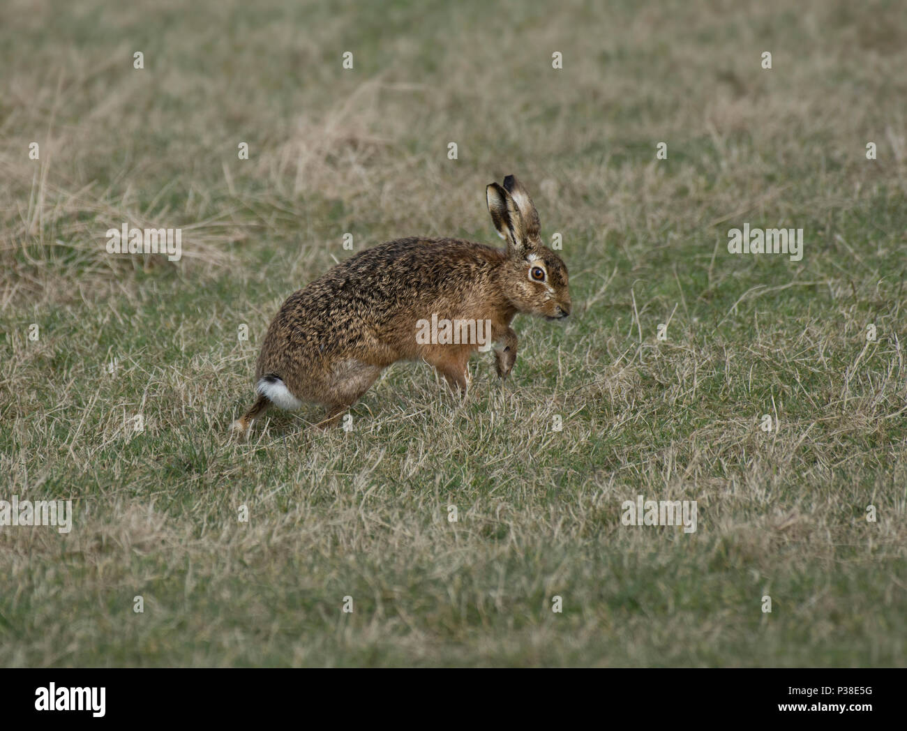 European Brown Hare, Lepus europaeus, se tenait dans la zone, Lancashire, UK Banque D'Images