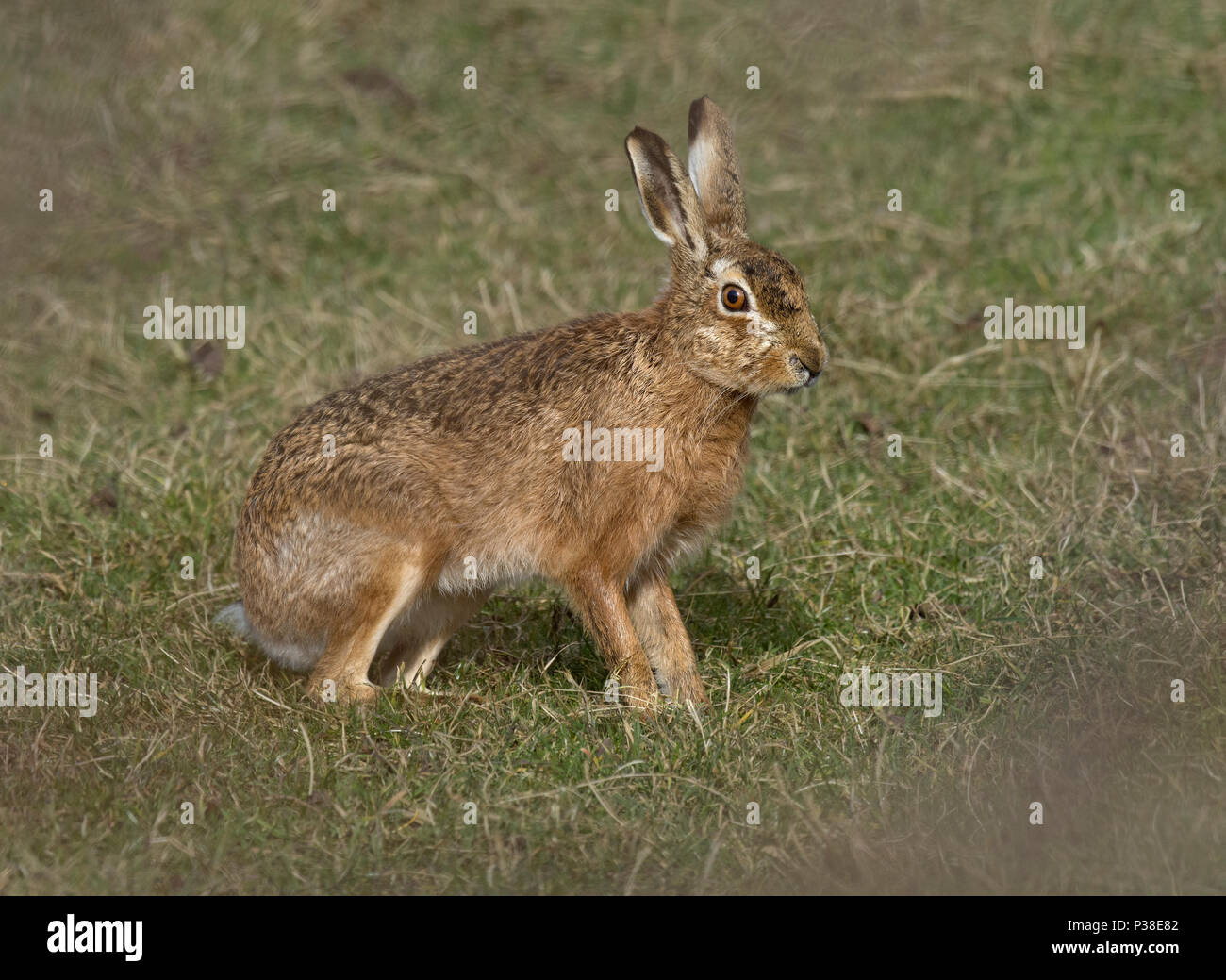 European Brown Hare, Lepus europaeus, se tenait dans la zone, Lancashire, UK Banque D'Images