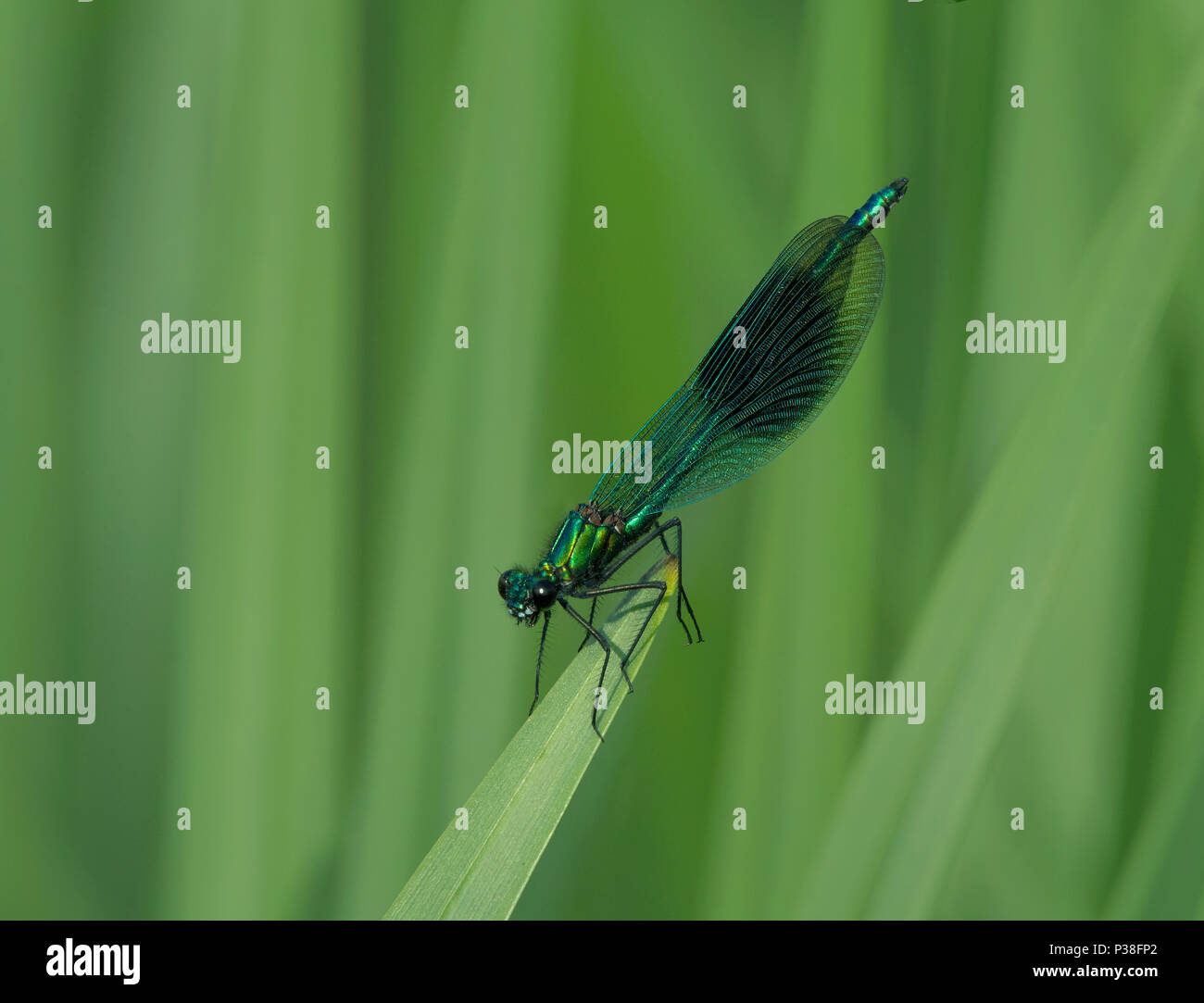 Bagué mâle Demoiselle Calopteryx splendens, demoiselle, perché sur un brin d'herbe dans le Lancashire, Royaume-Uni Banque D'Images