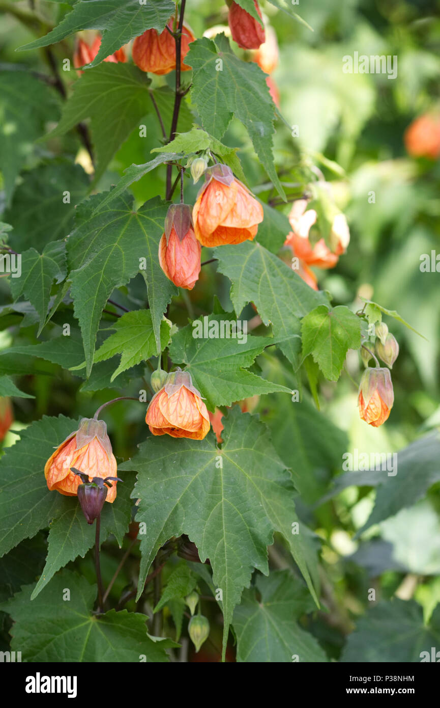 Abutilon 'Orange Glow' fleurit à la fin de l'été. Banque D'Images