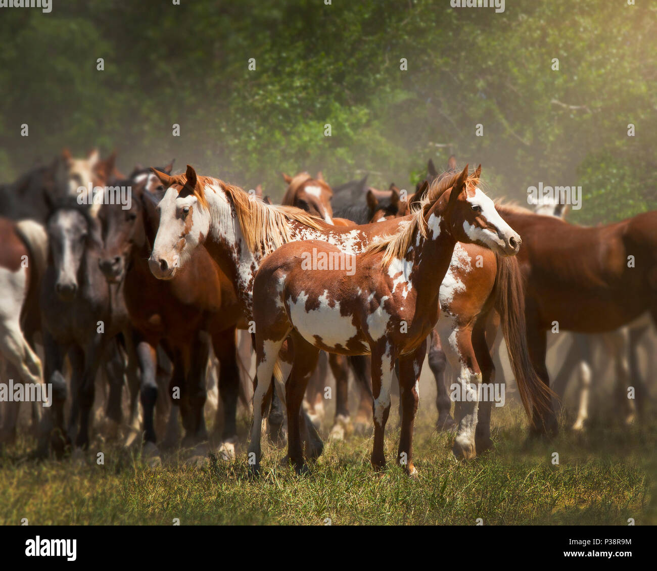 Poulain Peinture et mère en troupeau de chevaux Banque D'Images